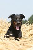 BEAUCERON 016